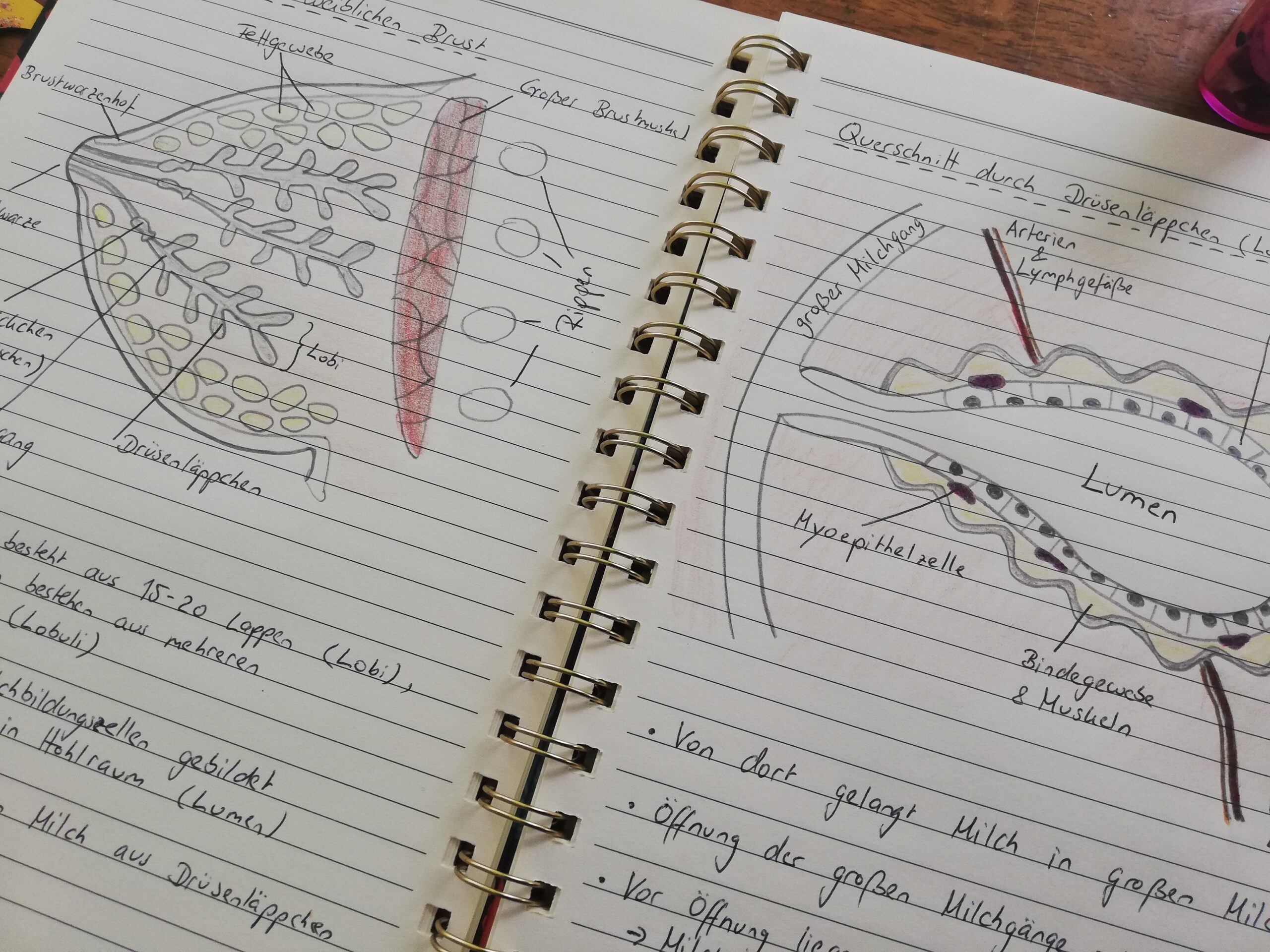 Asesora de lactancia certificada